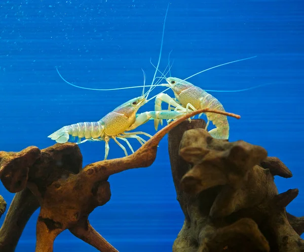 Blue Crayfish Standing Gracefully — Stock Photo, Image