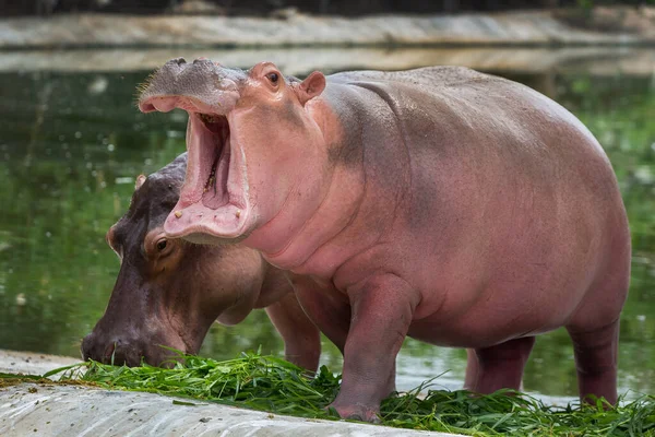 Walking Hippopotamus Eats Zoo — Stockfoto