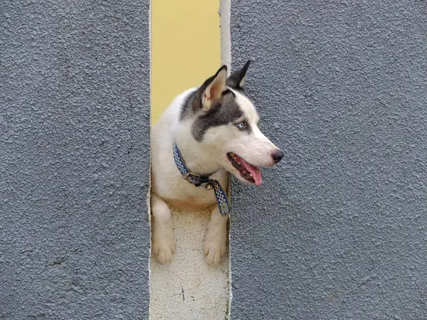 Хаскі Собака Дивиться Стіни — стокове фото