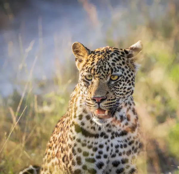 Nahaufnahme Des Jungen Leoparden Der Natur — Stockfoto