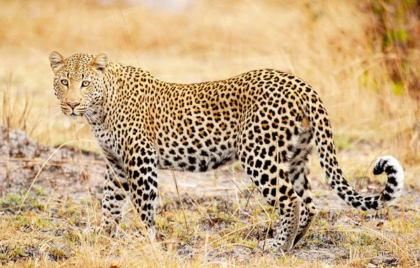 Retrato Cerca Del Joven Leopardo Naturaleza — Foto de Stock