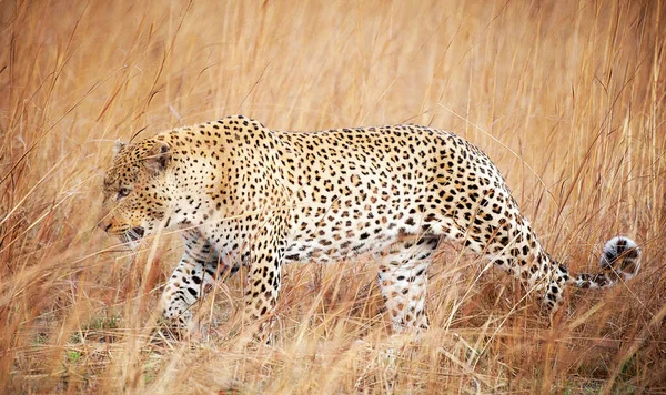 Close Portrait Young Leopard Nature — Stock Photo, Image