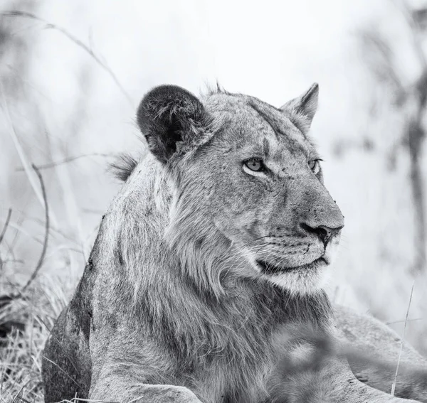Красивый Портрет Льва Африканской Саванне — стоковое фото