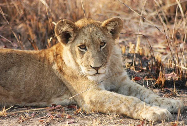 Beautiful Portrait Lion African Savannah — Stock Photo, Image
