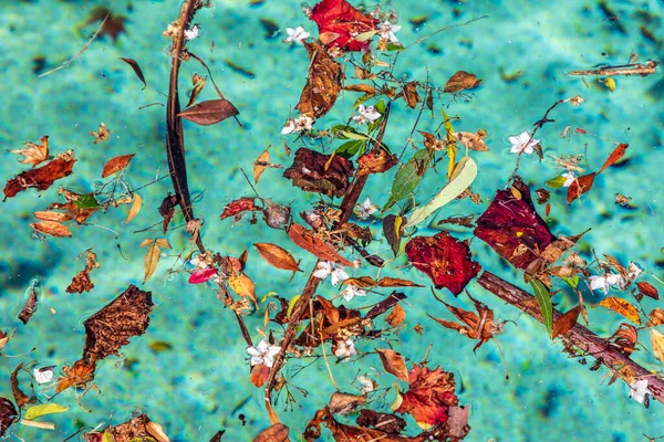 Colorful Flowers Leaves Floating Swimming Pool — Foto Stock