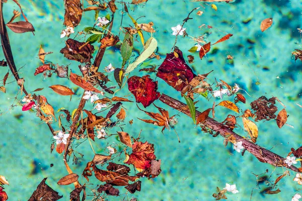 Colorful Flowers Leaves Floating Swimming Pool — Foto Stock
