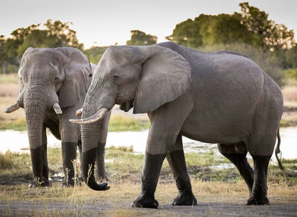 Group Elephants African Savannah — Stock Photo, Image