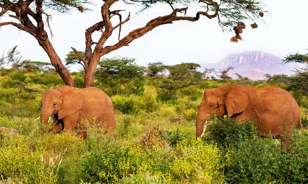 Group Elephants African Savannah — Stock Photo, Image
