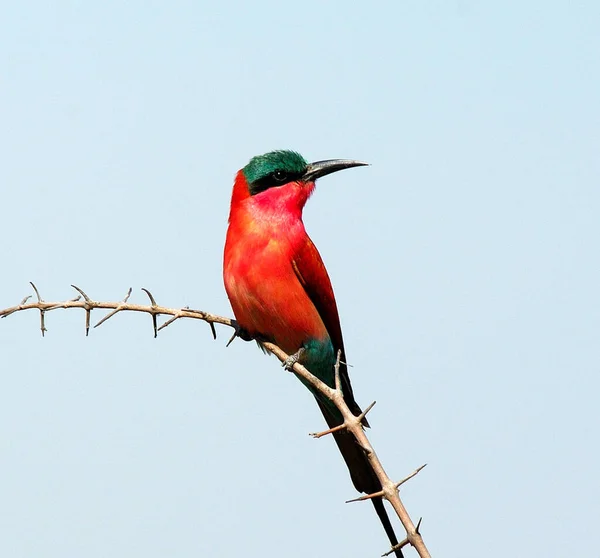 Vista Perto Pássaro Habitat Natural — Fotografia de Stock