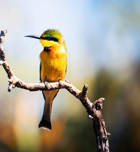 Vista Ravvicinata Dell Uccello Habitat Naturale — Foto Stock