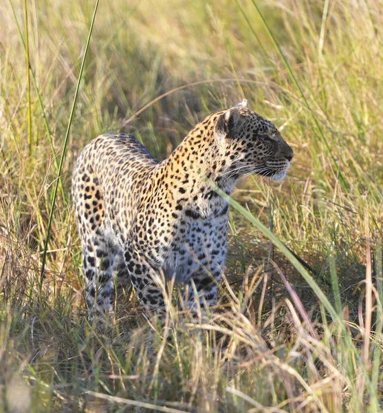 Leopard Savannah — Stock Photo, Image