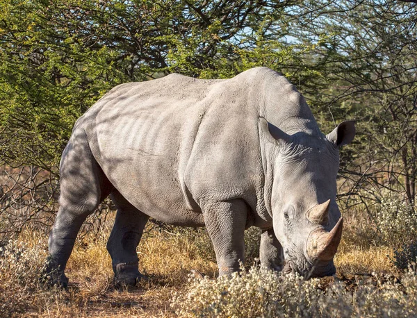 Big Rhino Natural Habitat — Stock Photo, Image