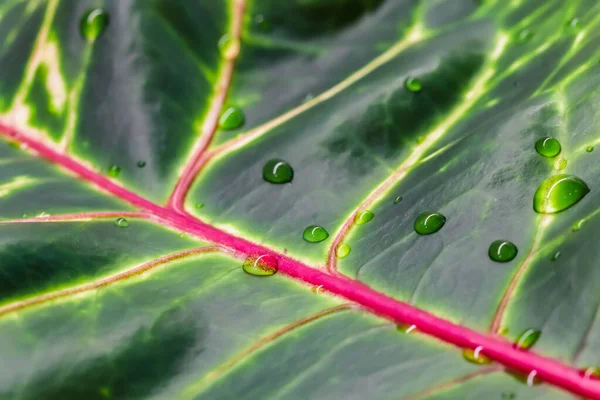 Abstrakter Grüner Hintergrund Macro Croton Pflanzenblatt Mit Wassertropfen Natürliche Kulisse — Stockfoto