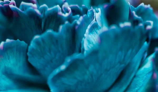Abstract floral background, blue carnation flower. Macro flowers backdrop