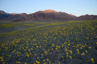 Çöl çiçeğinin açtığı yer.