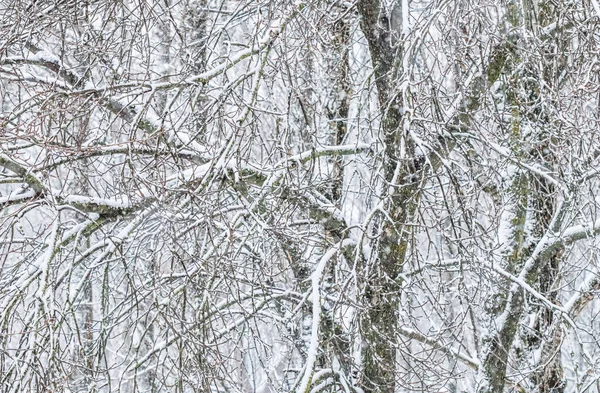 Сказочные Пушистые Ветви Заснеженных Деревьев Природные Пейзажи Белым Снегом Холодной — стоковое фото