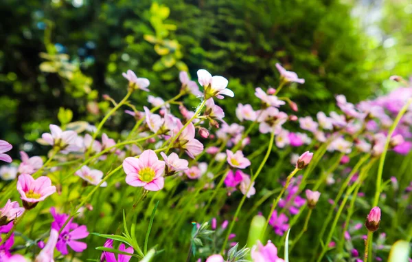 春の庭のユキノシタ苔むしの繊細な白い花 — ストック写真