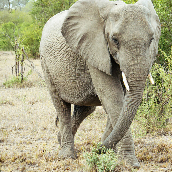 Portrait of mature elephant in the African savannah