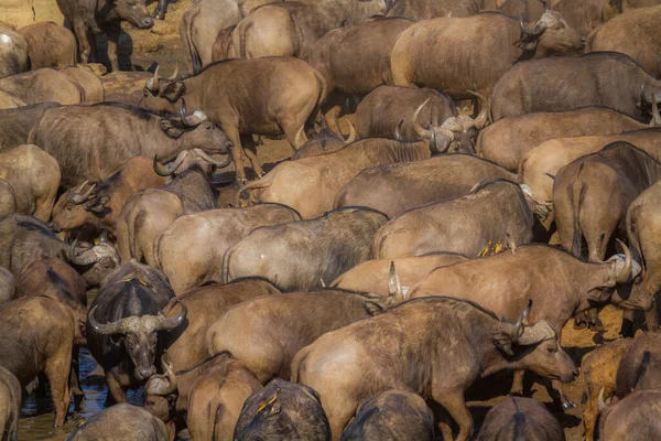Búfalo Africano Parque Nacional Kruger Sudáfrica —  Fotos de Stock