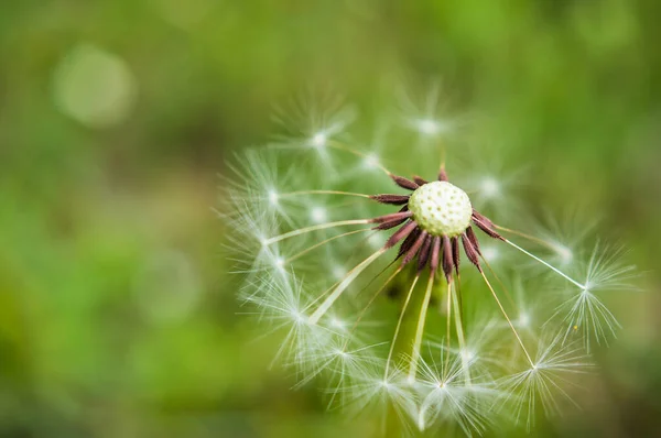Цветок Одуванчика Крупным Планом — стоковое фото