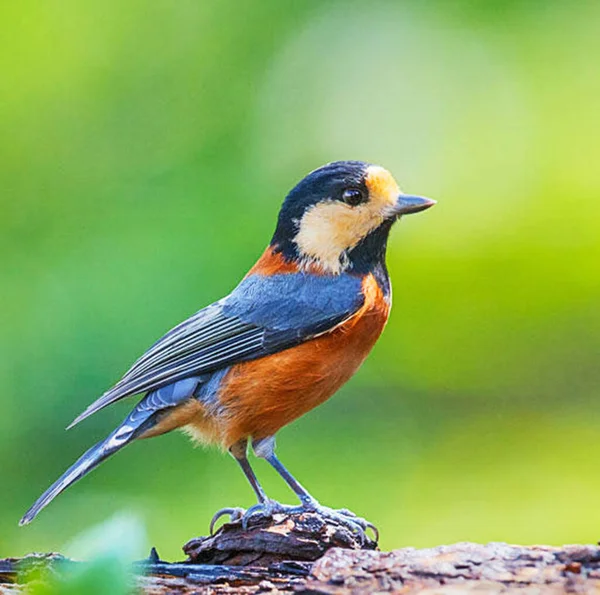 Pássaro Bonito Fundo Natureza — Fotografia de Stock