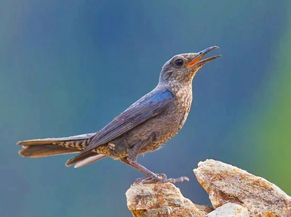 Piękny Ptak Tle Natury — Zdjęcie stockowe