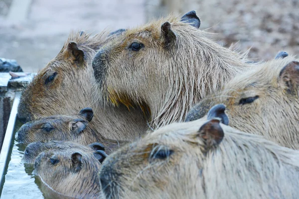 Sıcak Sularda Kapibaralar — Stok fotoğraf
