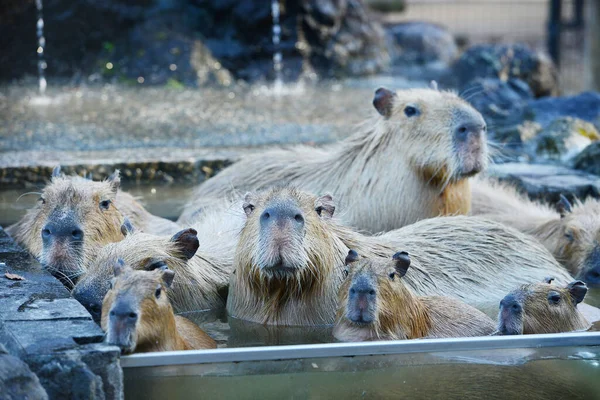 温水中的Capybaras — 图库照片