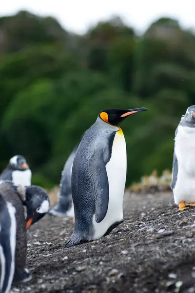 Pinguin Freier Natur Tagsüber Geschossen — Stockfoto