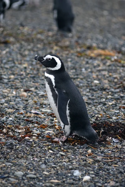 Tučňák Divoké Přírodě Denní Záběr — Stock fotografie