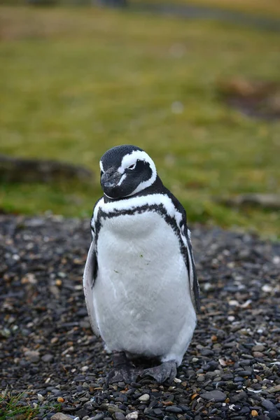 Pinguim Natureza Selvagem Tiro Diurno — Fotografia de Stock