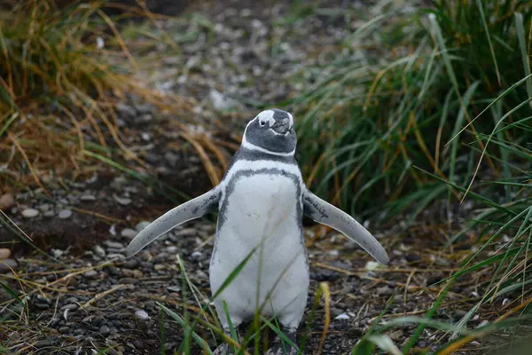 Пингвин Дикой Природе Дневной Выстрел — стоковое фото