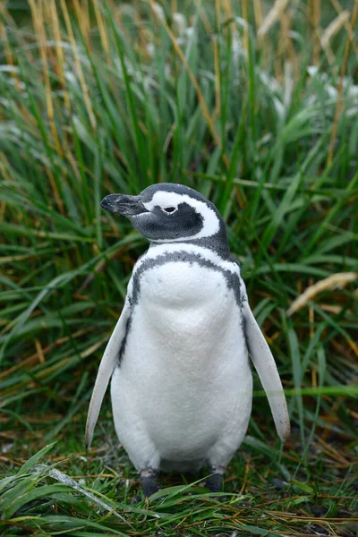 Pinguin Freier Natur Tagsüber Geschossen — Stockfoto