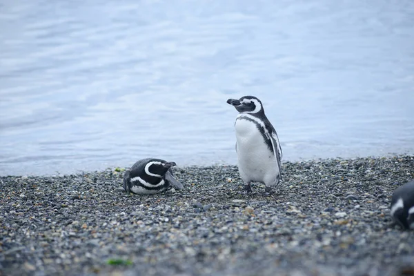 Pingwin Dzikiej Przyrodzie Strzał Dzień — Zdjęcie stockowe
