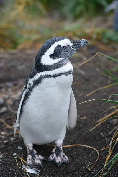 Pinguim Natureza Selvagem Tiro Diurno — Fotografia de Stock
