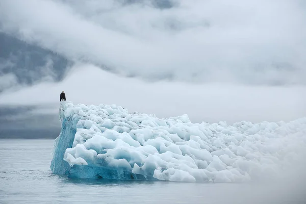 Pygargue Tête Blanche Sur Iceberg — Photo