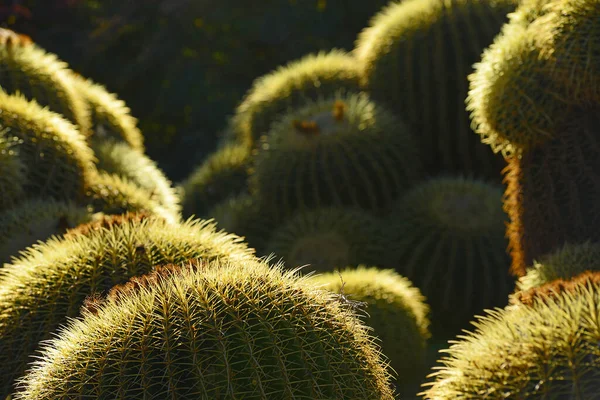Cactus Brillan Cerca —  Fotos de Stock