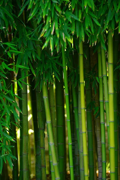 Naturlig Bakgrund Park Med Ljusa Gröna Bambu Träd — Stockfoto