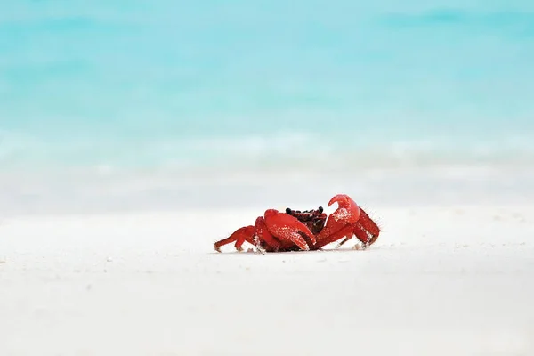 ビーチの赤いカニ — ストック写真