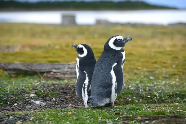 Пингвин Дикой Природе Дневной Выстрел — стоковое фото