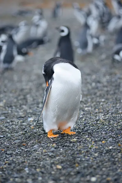 Пингвин Южной Америки — стоковое фото