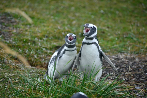 Penguin Wild Nature Daytime Shot — Stock Photo, Image