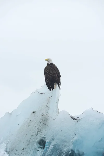 冰山上的秃头鹰 — 图库照片