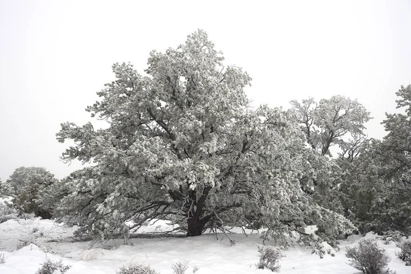 白雪覆盖的自然景观 — 图库照片