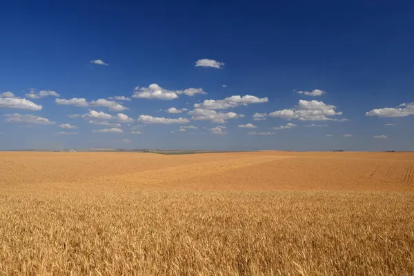 Buğday Tarlası Arazi Manzarası — Stok fotoğraf