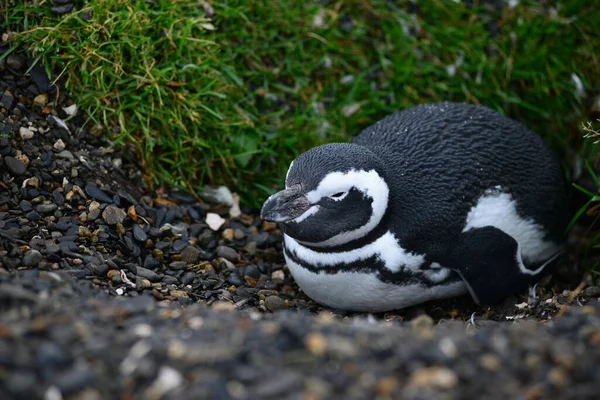 Πιγκουίνος Στην Άγρια Φύση Ημερήσια Λήψη — Φωτογραφία Αρχείου