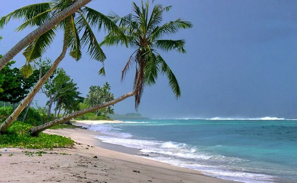 Красивый Тропический Пляж Пальмами Голубым Небом — стоковое фото