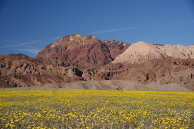 Çöl çiçeğinin açtığı yer.