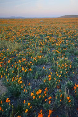 Bahçede büyüyen güzel çiçekler