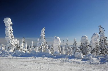 Kışın karlı orman.